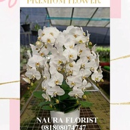 Anggrek bulan/anggrek putih/rangkaian anggrek/orchid/bunga meja 001