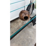 sarang burung budgie