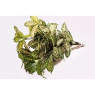 Fresh Dracena Florida Beauty Leaves - Fresh Flowers Arrangement Online Flower Delivery Flower Decora