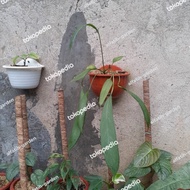 anthurium vittarifolium / anthurium dasi