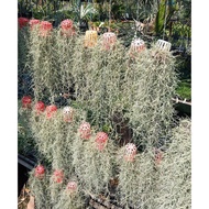 Airplant - Spanish Moss in Basket ( Pokok Janggut)