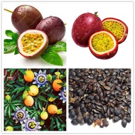 20 Pcs Passion Fruit Seeds Benih Bunga Keladi Viral Fruit Seeds Flower Seeds Vegetable Benih Pokok Bunga Buah Benih Sayur Sayuran Bonsai Tree Live Plant Indoor Air Plants