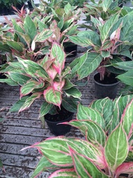 Aglaonema Candy Cane Plant - Fresh Gardening Indoor Plant Outdoor Plants for Home Garden Fresh Live Plant