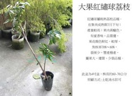 心栽花坊-大果紅繡球荔枝/4吋/荔枝品種/水果苗/售價360特價300