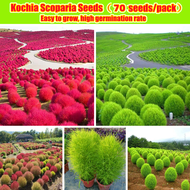 *ขายเมล็ดพันธุ์/ประเทศไทยพร้อมสต็อก* เมล็ดพันธุ์ Kochia Scoparia Seeds Flower Seeds Greening Plants 