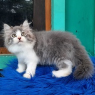 Kucing Persia Kitten Bigbone Bulu Kapas Mix Mainecoon Berkualitas