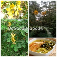 30pcs Yellow Sesbania grandiflora Plant Seeds / Biji Benih Pokok Bunga Turi Kuning