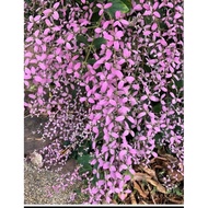 Pink shower orchid live plants pokok hidup
