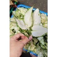 [TRICOLOR &amp; SUPER WHITE] Thailand AGLAONEMA  Potted Plant 50 seeds (not live plants) mhUP