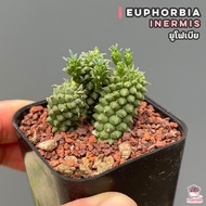 ยูโฟเบีย Euphorbia inermis แคคตัส กระบองเพชร cactus&amp;succulent