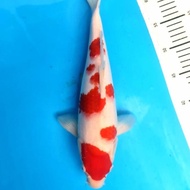 Ikan Koi Import Dainichi Kohaku Reviollastar