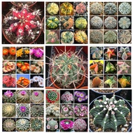 Mixed Colors Cactus Seeds Bonsai Seeds Perennial Rare Succulent Plants Office Potted Plants for Biji Benih Pokok Bunga