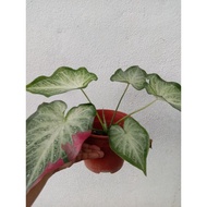 Shycool caladium cantik