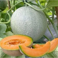 Sale 100 Biji Benih Melon Madu Super Bibit Unggulan | Bibit Melon Madu Super Murah