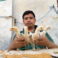 (NP2H) ANAK AYAM PELUNG JUMBO