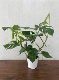 （👯少見雙株）🤩白錦龜背竹 ｜白斑葉龜背竹 | Variegated Monstera (Twins👯)