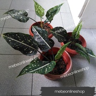 ✚❁☇Fish Eye Aglaonema Uprooted Live Plants (Luzon only)