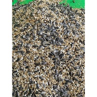 Mixed Seeds for Medium Parrots/Mixed Seeds for Monk Parrots, Ringneck, Chain, Cockatiel, Rose-breast