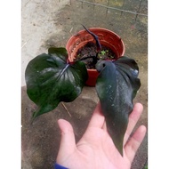 Caladium Black Scorpion Pokok Keladi Rare Thai Hitam Indoors Outdoors Plants Flower Bunga