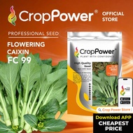 (500 GRAM) Biji Benih Sawi Bunga Hongkong Shangrila 香格里拉  FC99 CROP POWER Flowering Caixin  香港菜心花种子 