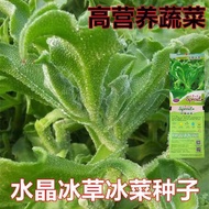 Ice Vegetable Seeds High Containing Amino Acid African Special Vegetables Ice Grass Seeds Potted Veg