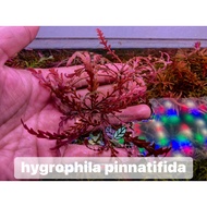 Hygrophila Pinnatifida ต้น ไมยราฟ ไม้น้ำ ของแทร่ 100% แดงๆ หล่อๆ ไม่ง้อคาบอน ของดีย์มีทอน Life For A