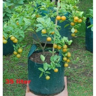 HIJAU 35 Liter Green Planter Bag