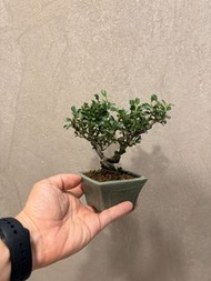 日本長壽梅$320