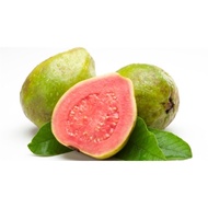 Watermelon Guava / Guava Pink / Jambu Batu Guava