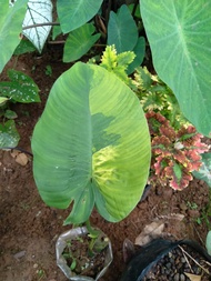 homalomena varigata