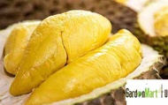 GardenMart4U Musang King Durian D197 Fruit Tree Anak Pokok Buah Durian Musang King 猫山王 果王榴莲