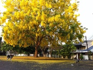 25 เมล็ด เมล็ดพันธุ์ ราชพฤกษ์ หรือ ต้นคูณเหลือง ดอกคูน สีเหลือง 1 ในไม้มงคล seed