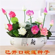 Plants that are truly alive 活着的植物Beautiful Bowl Lotus Seed Hydroponic Plant Indoor Greenery Potted C