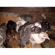 Village Chicks Aged 4-5 Weeks