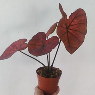 caladium festivia import/ red Arini hybrid thailand