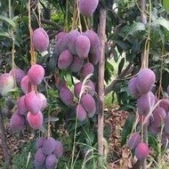 ANAK POKOK MANGGA IRWIN MEMPELAM
