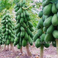 Ready Stock Fast Shipping Forest Wood Seeds Papaya Tree Seeds Papaya Greening Tree Papaya Seeds26547