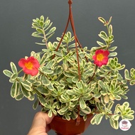 คุณนายตื่นสายไฮโซ Portulaca Oleracea variegata ไม้อวบน้ำ กุหลาบหิน แคคตัส กระบองเพชร cactus&amp;succulent