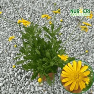 🔥OUTDOOR🔥YELLOW EURYOPS / Daisy Bush / Euryops Chrysanthemoides / 150mm Pots / Live Plants