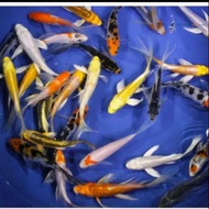 ikan Koi Bibit Kumpay CoLour