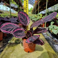 TKL - Big Size Pot 180🪴Calathea Eclipse/Dottie/Dottie Hybrids/Princess Jessie 玉丽/红美丽/红彩虹竹芋