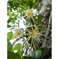 BULBOPHYLLUM ORCHID RUMPUN/CUTTING BULB/READY STOCK/Borneo Orchid [BULBOPHYLLUM MEDUSAE]