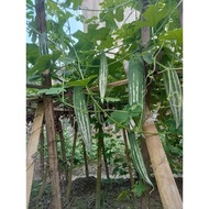 10 Fruit seeds (cat's luffa - snakehead - laya - Japanese luffa)