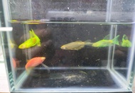 Glofish Danio Zebra 5ekor 10ekor live fish Ikan hidup