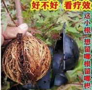 嫁接高壓包空枝盒子扡插塑料植物樹木高壓生根繁殖器球扡插盆景栽