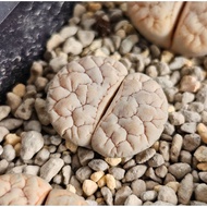 Lithops Gracilidelineata Pink C189A/C374A/C373A/C261A 优选荒玉拿铁latte succulent plant