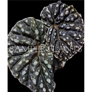【HIDINGNATURE】 Begonia Glossy (begonia hybrid )rare plant / terrarium plant