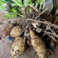 (Diskon) Bibit Tanaman Umbi Manis Yacon Yacon Yakon (Smallanthus Sonchifolius) Bestseller