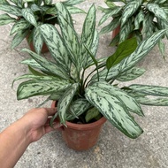 90s Greenovation Live Plant Aglaonema Silver Queen 银皇后 P230