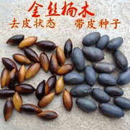 Benih pokok nanmu emas asli adalah berharga, nanmu daun kecil Sichuan, benih pokok nanmu daun halus,